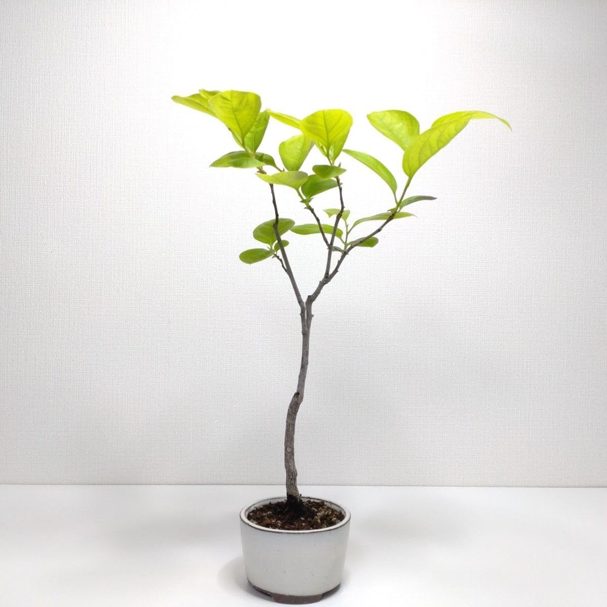 1950年前後 フランス製ヴィンテージCDラック。インダストリアル